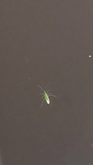 Trigonotylus caelestialium