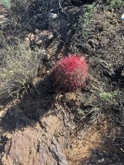 Ferocactus gracilis