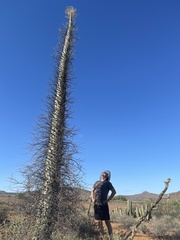 Fouquieria columnaris