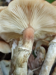 Armillaria sinapina