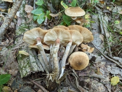 Armillaria sinapina