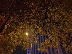 Fraxinus pennsylvanica