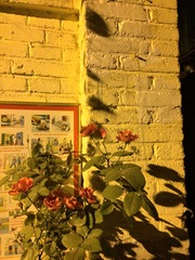 Rosa