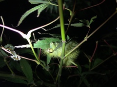Lymantriinae