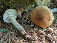 Armillaria sinapina