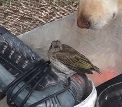 Sphecotheres vieilloti