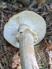 Armillaria sinapina