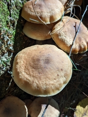 Armillaria sinapina
