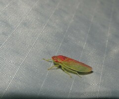 Gyponana