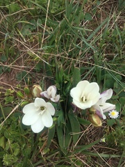 Freesia leichtlinii