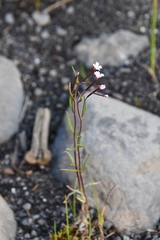 Epilobium davuricum
