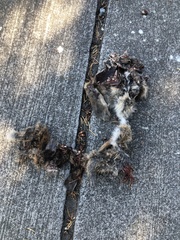 Sciurus carolinensis