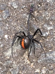 Latrodectus hasselti