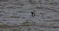 Haematopus ostralegus