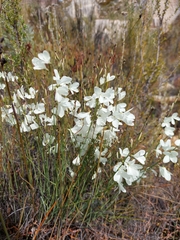 Heliophila juncea