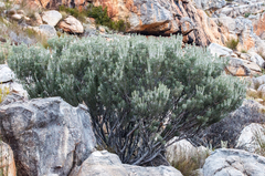 Paranomus tomentosus