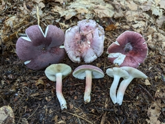 Russula mariae