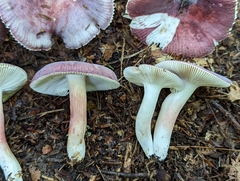 Russula mariae