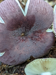 Russula mariae