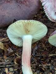 Russula mariae