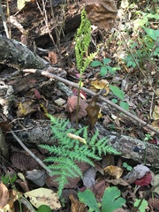 Sceptridium dissectum dissectum