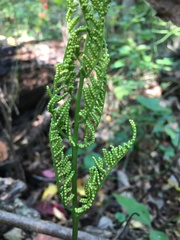 Sceptridium dissectum dissectum