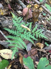 Sceptridium dissectum dissectum