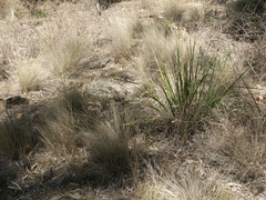 Aristida