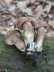 Tylopilus badiceps