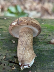 Tylopilus badiceps