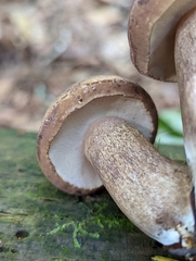 Tylopilus badiceps