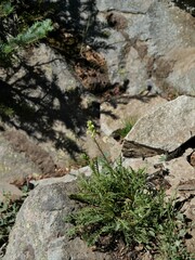 Pedicularis contorta