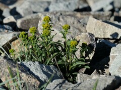 Solidago multiradiata scopulorum
