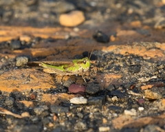 Aiolopus thalassinus