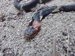 Naja sumatrana