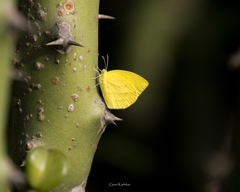 Eurema laeta