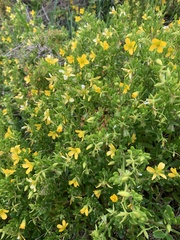 Roepera billardierei