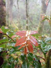Nothofagus moorei