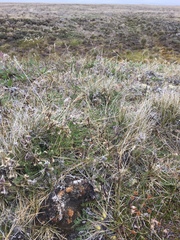 Festuca richardsonii