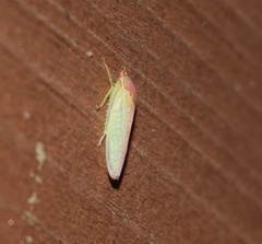 Gyponana