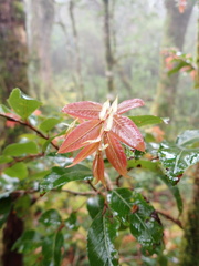 Nothofagus moorei