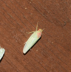 Gyponana