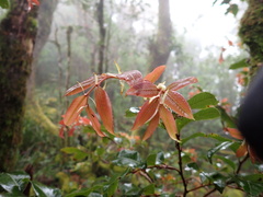 Nothofagus moorei