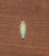 Gyponana