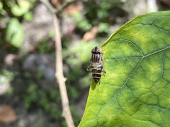 Eristalinus