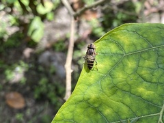 Eristalinus