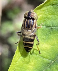 Eristalinus