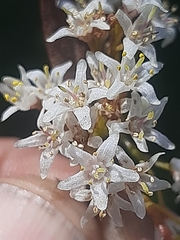 Cuscuta africana
