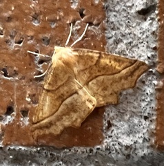 Tetracis jubararia