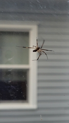Trichonephila clavipes